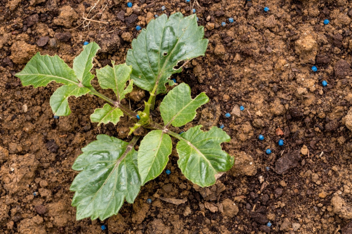 защита георгинов от вредителей и болезней