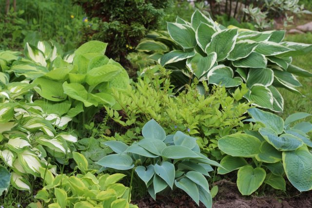 хоста с декоративными листьями для тени