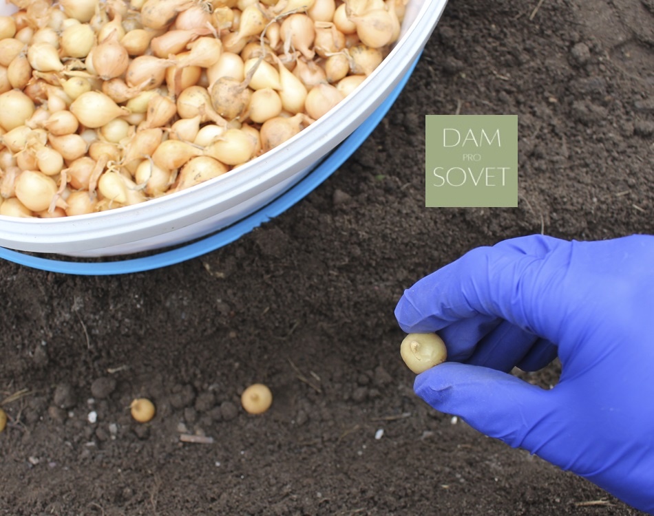 Процесс посадки лука-севка в бороздки с соблюдением расстояни