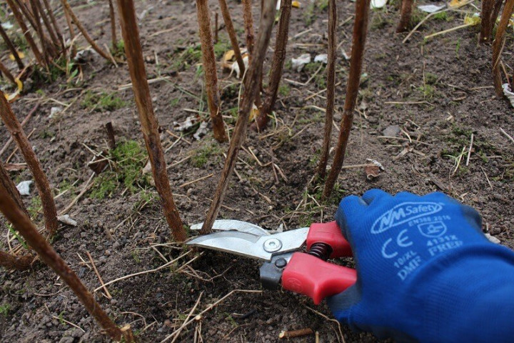 когда обрезать малину после урожая