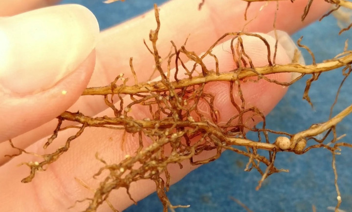галловые нематоды на корнях пионов