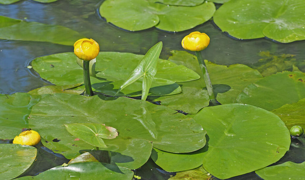 нимфеи и кубышки для средней полосы