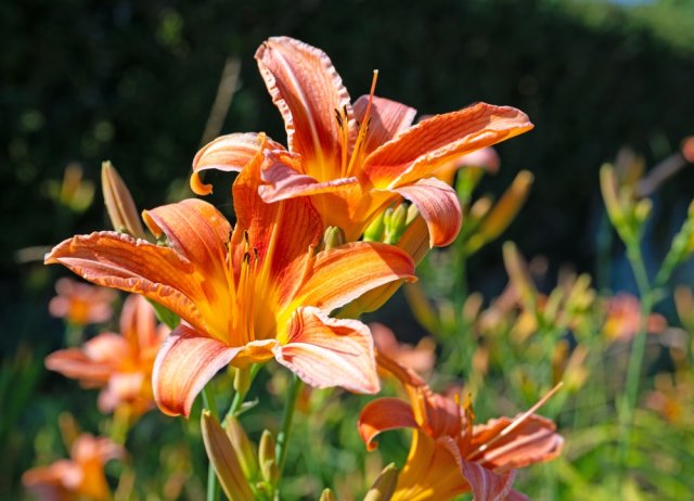 лилейник гибридный с яркими цветами