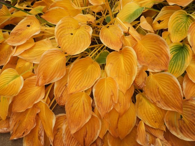 Зимовка хосты – укрытие на зиму