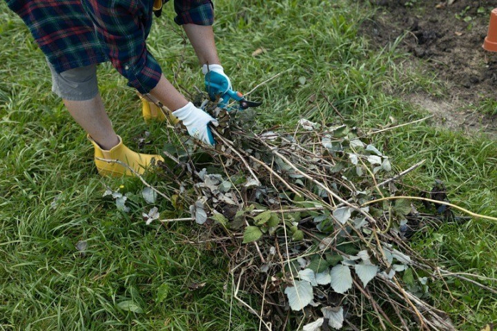 когда обрезать малину после урожая