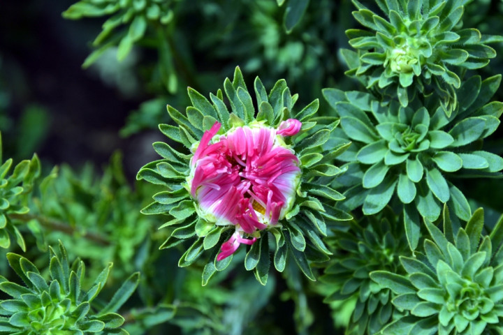 Защита однолетних астр от болезней и вредителей – здоровые растения