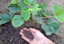 Как ухаживать за клубникой после сбора урожая: Полезные советы для садоводов