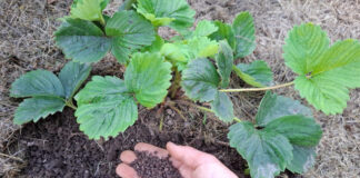 Как ухаживать за клубникой после сбора урожая: Полезные советы для садоводов