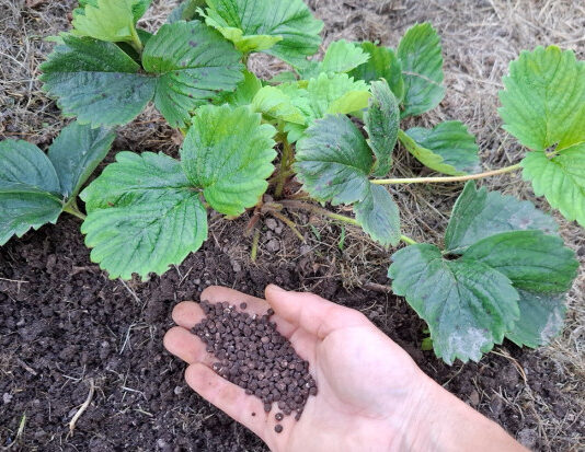 Как ухаживать за клубникой после сбора урожая: Полезные советы для садоводов