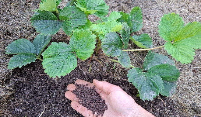 Как ухаживать за клубникой после сбора урожая: Полезные советы для садоводов