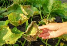 Болезни огурцов: определитель с фото, описаниями симптомов, мерами борьбы и профилактикой