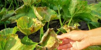 Болезни огурцов: определитель с фото, описаниями симптомов, мерами борьбы и профилактикой