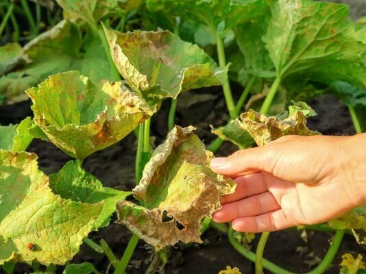 Болезни огурцов: определитель с фото, описаниями симптомов, мерами борьбы и профилактикой