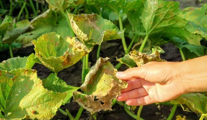 Болезни огурцов: определитель с фото, описаниями симптомов, мерами борьбы и профилактикой