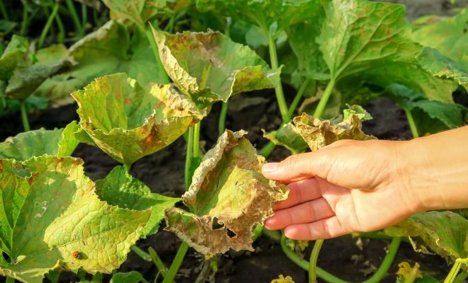 images_cms-image-000112194