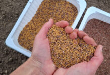 Сидераты осенью: мои лучшие рецепты смесей для уставшей земли сидераты осенью