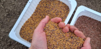 Сидераты осенью: мои лучшие рецепты смесей для уставшей земли сидераты осенью