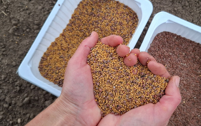 0 сидераты осенью