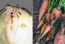 Лук и морковь без червей: моя комплексная стратегия защиты от вредителей защита лука и моркови от вредителей