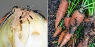 Лук и морковь без червей: моя комплексная стратегия защиты от вредителей защита лука и моркови от вредителей