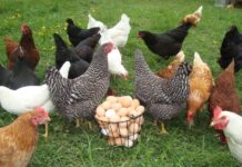 Лучшие породы кур для дачи: мой гид по выбору идеальной несушки и не только лучшие породы кур для дачи