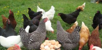 Лучшие породы кур для дачи: мой гид по выбору идеальной несушки и не только лучшие породы кур для дачи