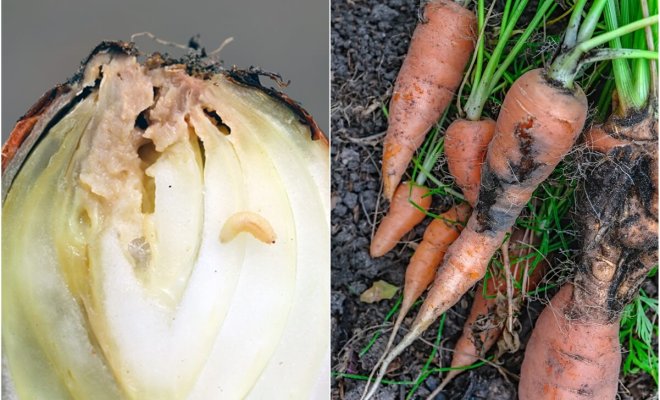 0 защита лука и моркови от вредителей